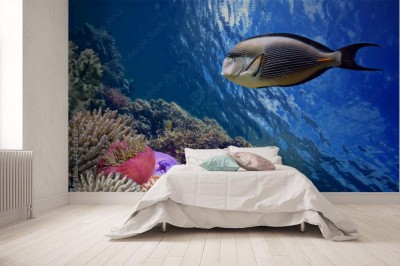 Fototapeta Tropikalna ryba Acanthurus Sohal i rafa koralowa