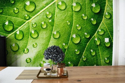 Fototapeta Zielony liść z kroplami wody