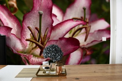 Fototapeta Dwa duże kwiaty lilii z białymi płatkami