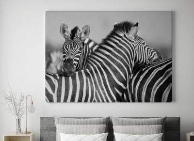 Obraz na płótnie Zebry na czarno-białym zdjęciu