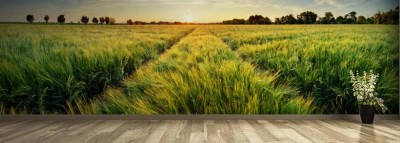 Fototapeta Wiejski krajobraz z pszenicznym polem o zmierzchu