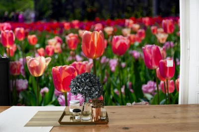 Fototapeta Piękne tulipany w ogrodzie
