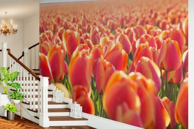 Fototapeta Pole pomarańczowych tulipanów w Holandii