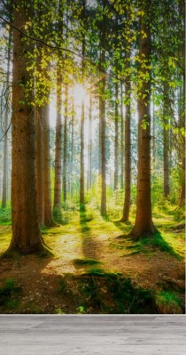 Fototapeta Poranek w lesie z jasnym słońcem