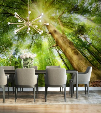 Fototapeta Słońce w magicznym lesie