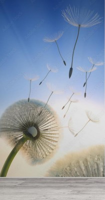 Fototapeta Mniszek lekarski w tylnym świetle