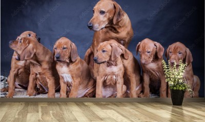 Fototapeta Sczeniaki Rhodesian Ridgeback