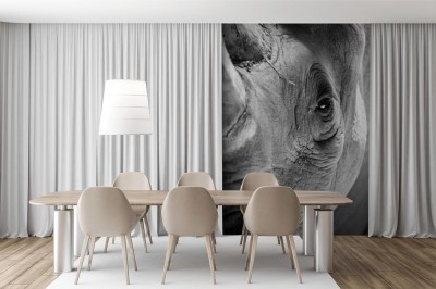 Fototapeta Portret Nosorożca