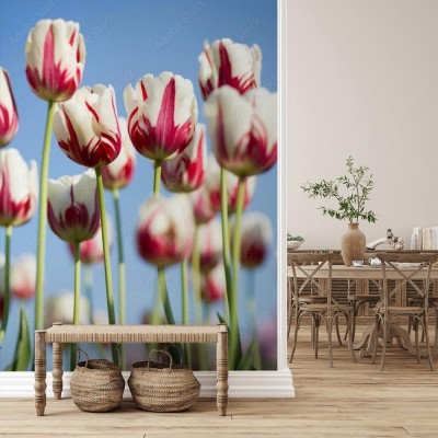 Fototapeta Tulipany w pionowym kadrze