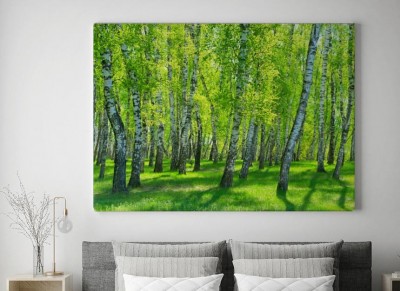 Obraz na płótnie brzozowy gaj w słoneczny dzień