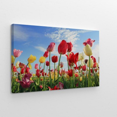 swiecace-pole-tulipanow-i-blekitne-niebo
