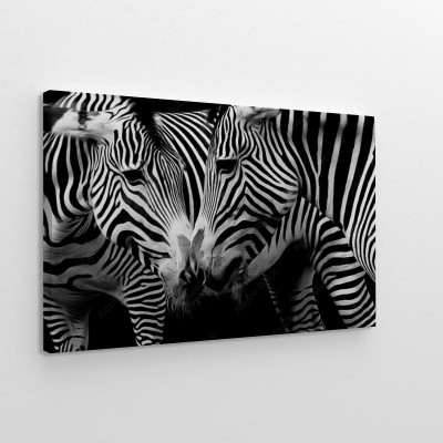 Obraz na płótnie Zebry w czerni i bieli