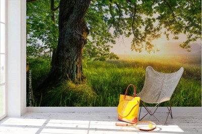 Fototapeta Letni krajobraz z za wiekowego dębu