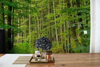 Fototapeta Piękny las liściasty z bukami późnym latem