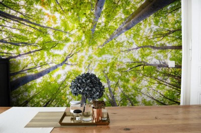 Fototapeta Jesienne słońce świeci w bukowym lesie