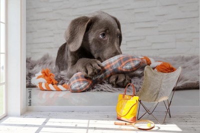 Fototapeta Labrador w koszyku