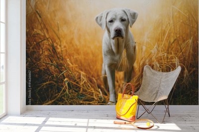 Fototapeta Labrador w ruchu