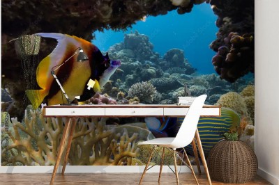 Fototapeta Tropikalna ryba na rafie koralowej