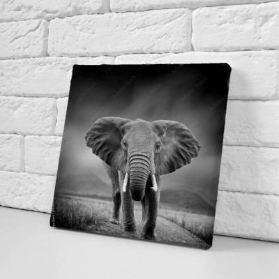 Obrazy do salonu Czarno-biały obraz słonia
