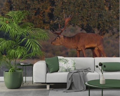 Fototapeta Jeleń na polanie