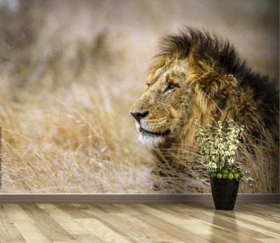 Fototapeta Lew w parku narodowym Krugera