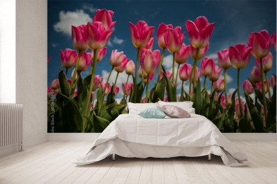 Fototapeta Holenderskie tulipany