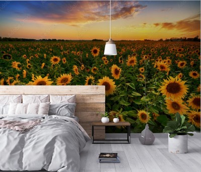 Fototapeta Piękny zmierzch nad słonecznika polem