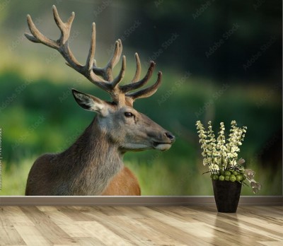 Fototapeta Poroże jelenia w scypule