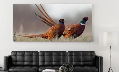 Obraz na płótnie Bażanty