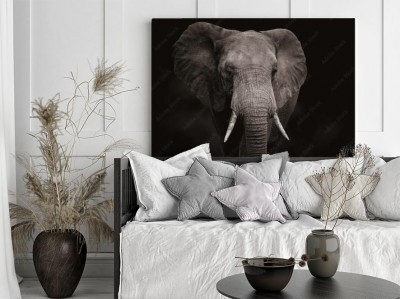 portret-slonia