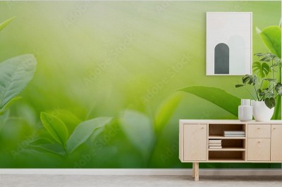 Fototapeta Świeże liście herbaty o poranku