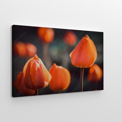 pomaranczowe-tulipany-rosnace-w-slonecznym-wiosennym-ogrodzie