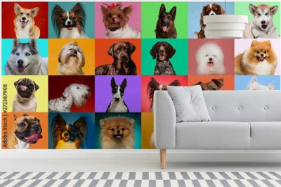 Fototapeta Kreatywny kolaż różnych ras psów