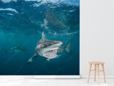 Fototapeta Rekin Tygrysi w zbliżeniu