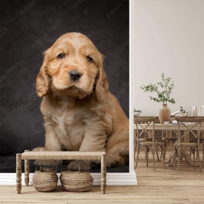 Fototapeta Szczeniak Cocker Spaniela