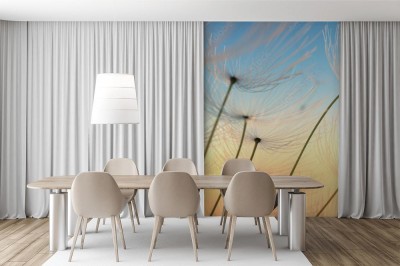 Fototapeta Nasiona dmuchawca