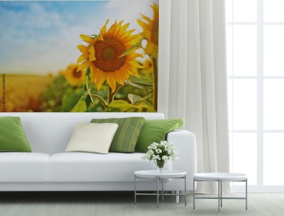 Fototapeta Słoneczniki w polu