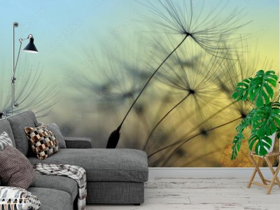 Fototapeta Złoty zmierzch i dmuchawiec