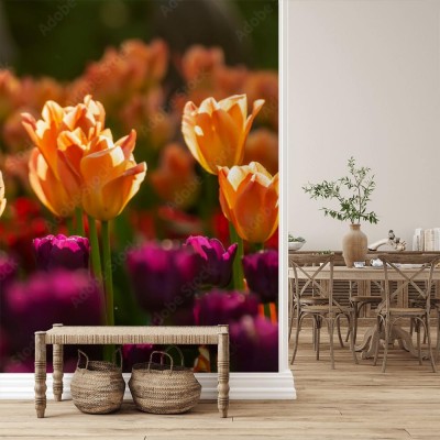 Fototapeta Festiwal tulipanów w Petersburgu