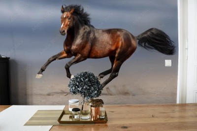 Fototapeta Młody ogier w piasku