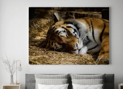 Obraz na płótnie Śpiący tygrys