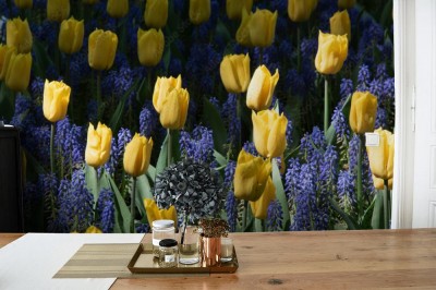 Fototapeta Typowy holenderski tulipan