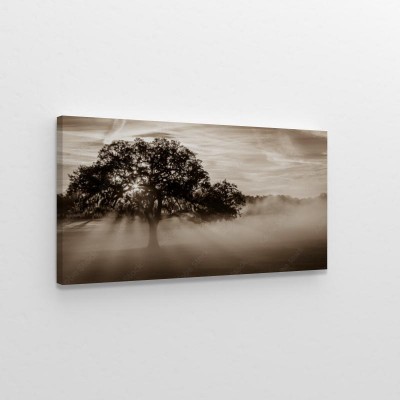 surrealistyczna-mgla-przy-pieknym-drzewie
