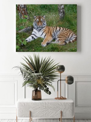 Obraz na płótnie Tygrys amurski