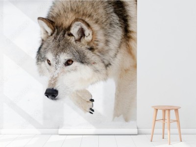 Fototapeta Krążący wilk