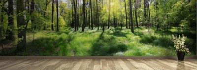 Fototapeta Leśna poranna panorama