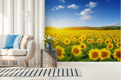 Fototapeta Pole słoneczników w blasku popołudniowego słońca