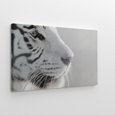 portret-bialego-tygrysa