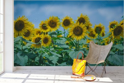 Fototapeta Słonecznik w panoramie