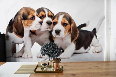 Fototapeta Beagle - szczeniaki na białym tle